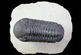 Austerops Trilobite - Ofaten, Morocco #67891-1